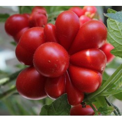 Price: €1.95 - Ντομάτα σπόρος VOYAGE - Seeds Gallery
