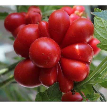 Price: €1.95 - Tomat frön VOYAGE (Picknicktomat) - Seeds Gallery