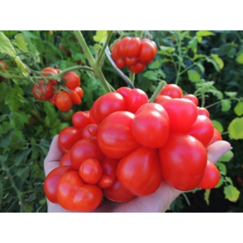 Price: €1.95 - Tomat frön VOYAGE (Picknicktomat) - Seeds Gallery
