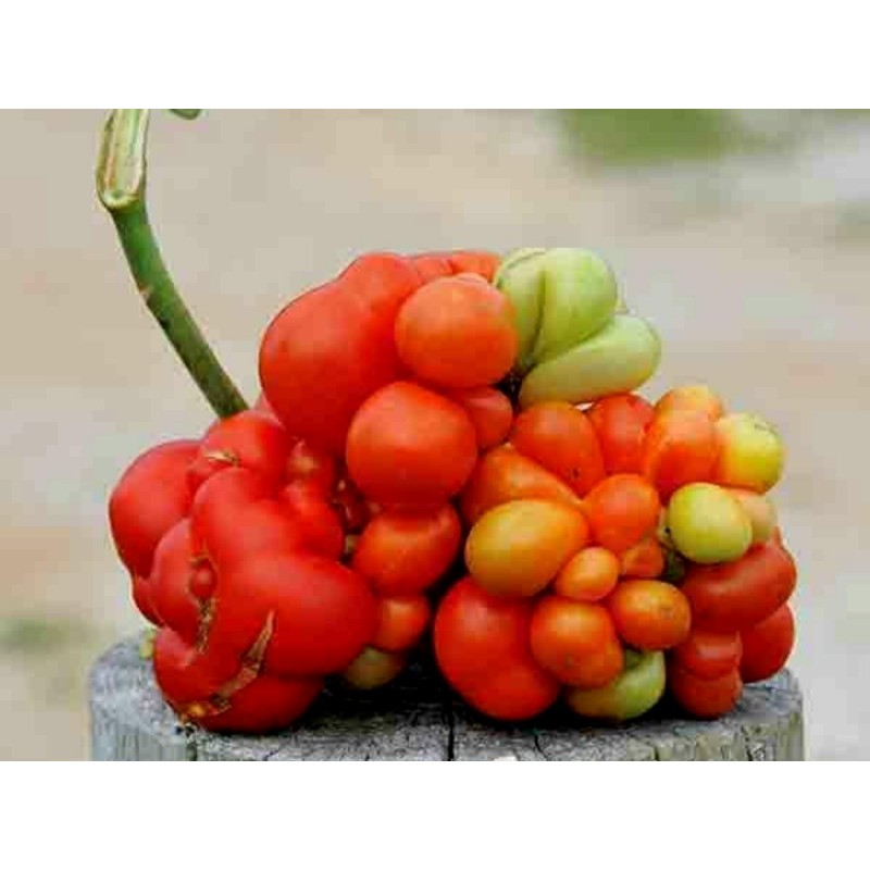 Price: €1.95 - Voyage Paradajz Seme - paradajz putnika - Seeds Gallery