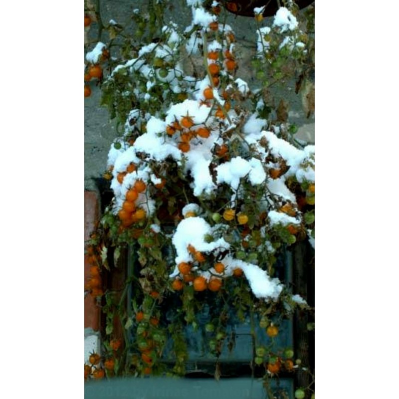 Τομάτα Κίτρινο σταφίδας Σπόρων