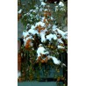 Price: €1.65 - Paradajz Zuta Ribizla Seme (Solanum pimpinellifolium) - 