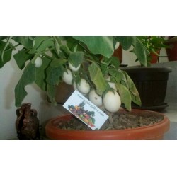 Eierbaum Samen (Solanum melongena)
