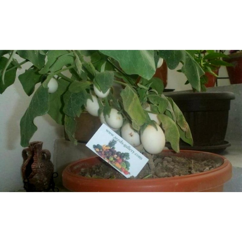 Price: €1.85 - Påskäggplanta Solanum Molengina Frön "Golden Eggs" - 