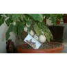 Price: €1.85 - Sementes de Berinjela Planta Dos Ovos (Solanum Melongena) - 