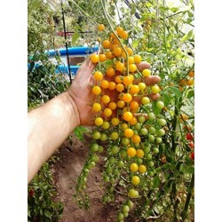 Paradajz Zuta Ribizla Seme (Solanum pimpinellifolium)