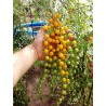 Price: €1.65 - Graines de Tomate Groseille Jaune - 