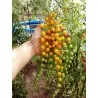 Tomato Yellow Currant Seed (Solanum pimpinellifolium)