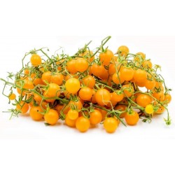 Sementes de Tomate Groselha Amarelo