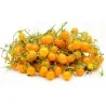 Sementes de Tomate Groselha Amarelo