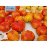 Price: €1.85 - Sementes de Tomate OLD GERMAN - Seeds Gallery