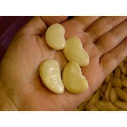 Giant White LIMA Bean Seeds