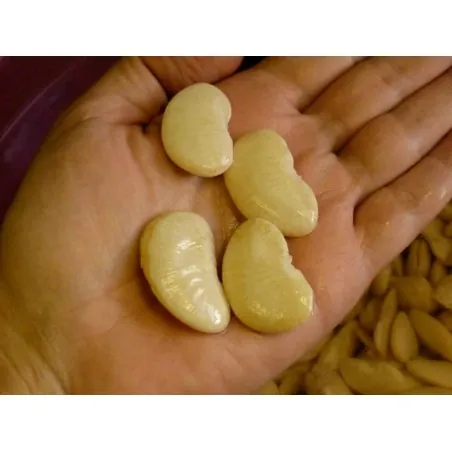 Graines de HARICOT DE LIMA Géant Blanc