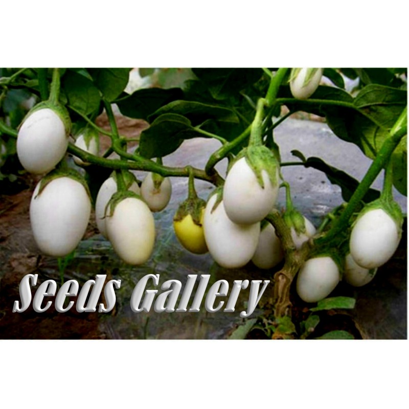 Price: €1.85 - Sementes de Berinjela Planta Dos Ovos (Solanum Melongena) - 