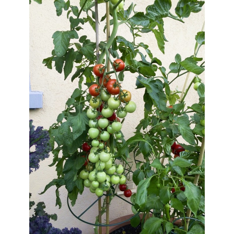 Price: €2.15 - Semillas de tomate Anabelle - 