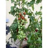 Price: €2.15 - Semillas de tomate Anabelle - 