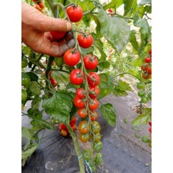Price: €2.15 - Semillas de tomate Anabelle - 
