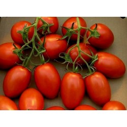 Tomatfrön ROMA NANO