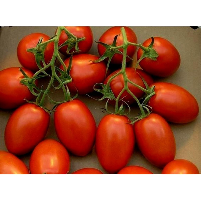 Price: €1.85 - Sementes de tomate Roma Nano - 