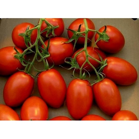 Price: €1.85 - Semi di pomodoro Roma Nano -