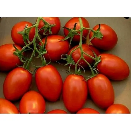 Tomato Seeds Roma Nano
