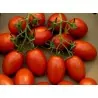 Semi di pomodoro Roma Nano