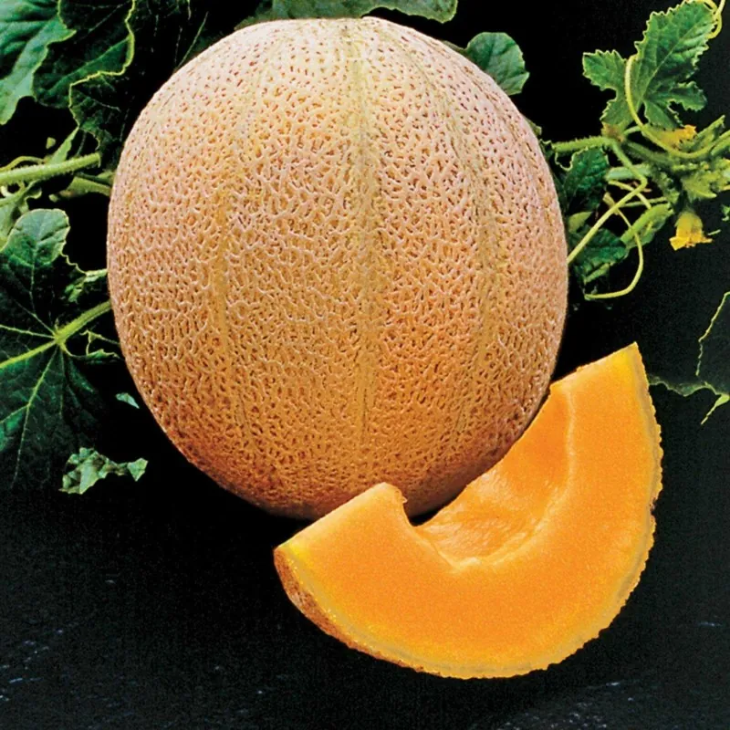 Sementes de Melão HALES BEST JUMBO