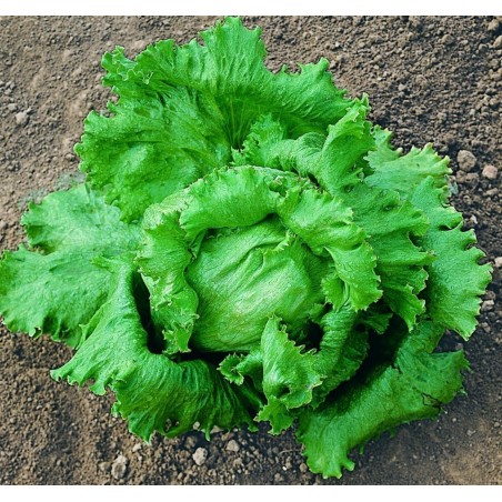 Seme Salate Iceberg BRAZILIJANA | 1,85 €