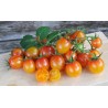Price: €1.95 - Artisan Golden Bumble Bee Cherry Tomato Seeds - Seeds Gallery