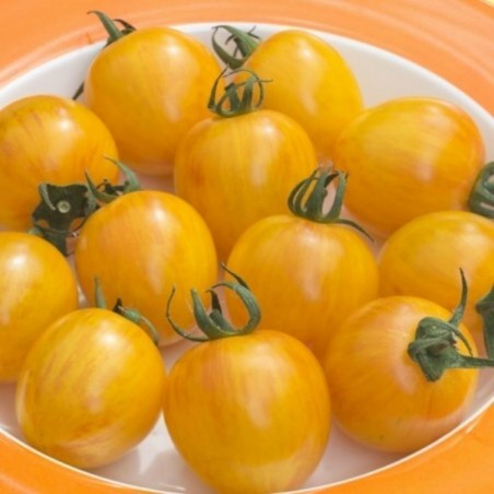 Price: €1.95 - Artisan Golden Bumble Bee Cherry Tomato Seeds - Seeds Gallery