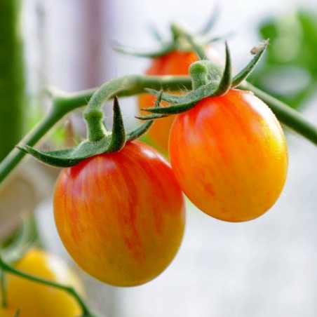 Price: €1.95 - Artisan Golden Bumble Bee Cherry Tomato Seeds - Seeds Gallery