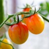 Price: €1.95 - Artisan Golden Bumble Bee Cherry Tomato Seeds - Seeds Gallery