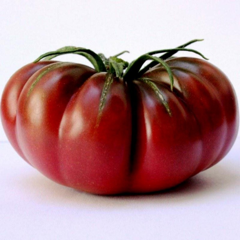 Semi di pomodoro PURPLE CALABASH
