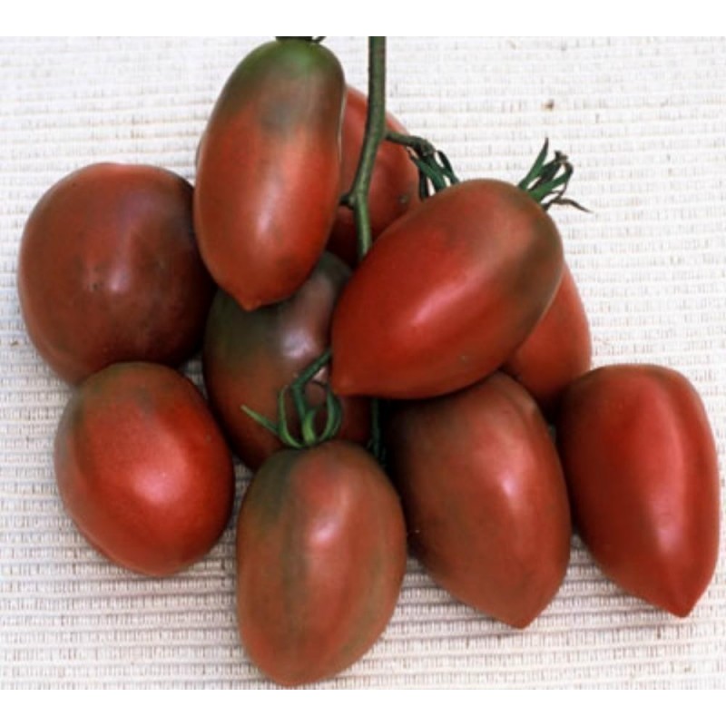 PURPLE RUSSIAN - UKRAINIAN PURPLE Tomato Seeds Russian Heirloom