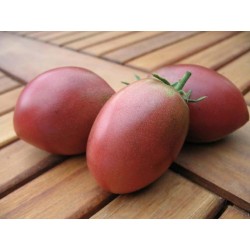 Tomat frön PURPLE RUSSIAN - UKRAINIAN PURPLE