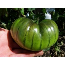 ARBUZNYI Big Green Tomato Seeds