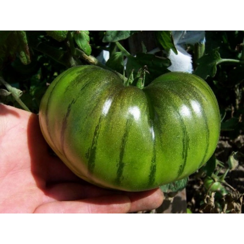 Price: €1.85 - ARBUZNYI (καρπούζι) Σπόροι ντομάτας - Seeds Gallery