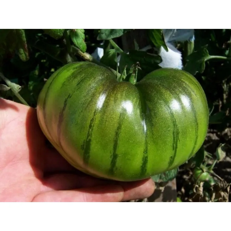 Semillas de tomate ARBUZNYI (sandía)