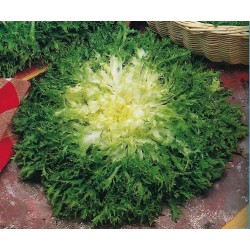 Endivija Gigant Seme Salate (Cichorium endivia)