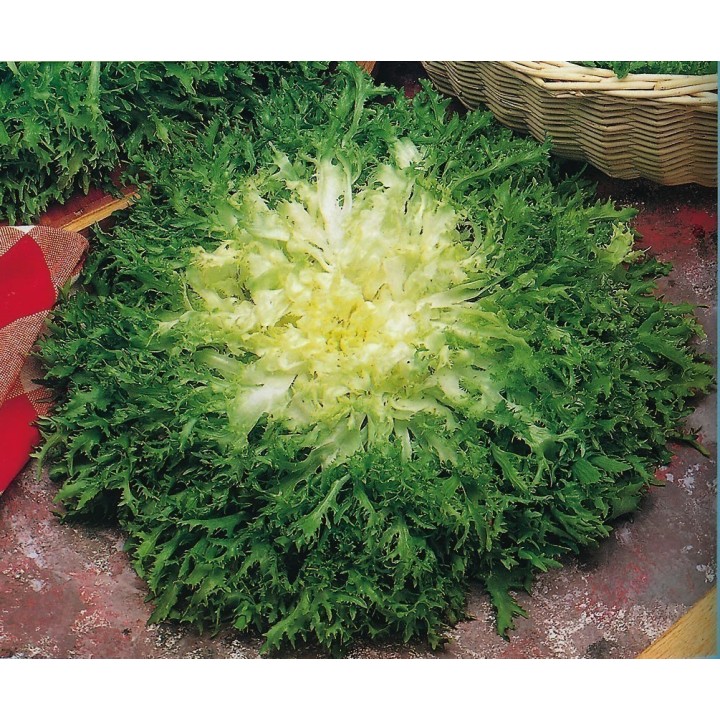 Endive Giant Seeds - 1.8