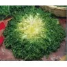 Endive Giant Seeds