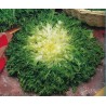 Σπόροι Αντίδι Γίγαντας (Cichorium endivia)