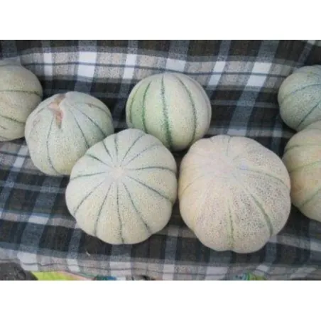 Semillas del melón persa TALIBI