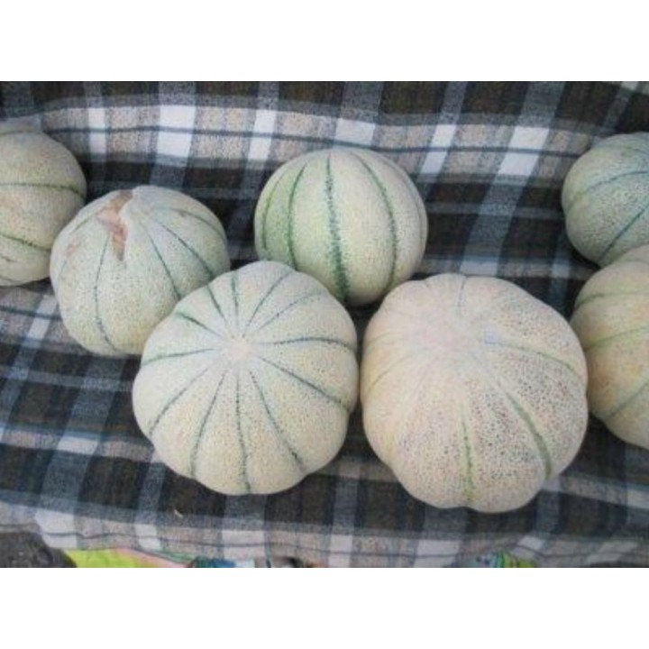 TALIBI Persian Melon Fresh Seeds - 1.755