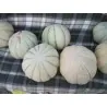 TALIBI Persian Melon Fresh Seeds