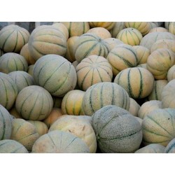 TALIBI Persian Melon Fresh Seeds