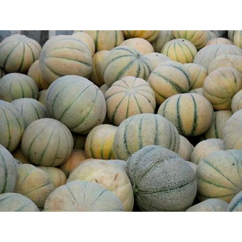 Semillas del melón persa TALIBI