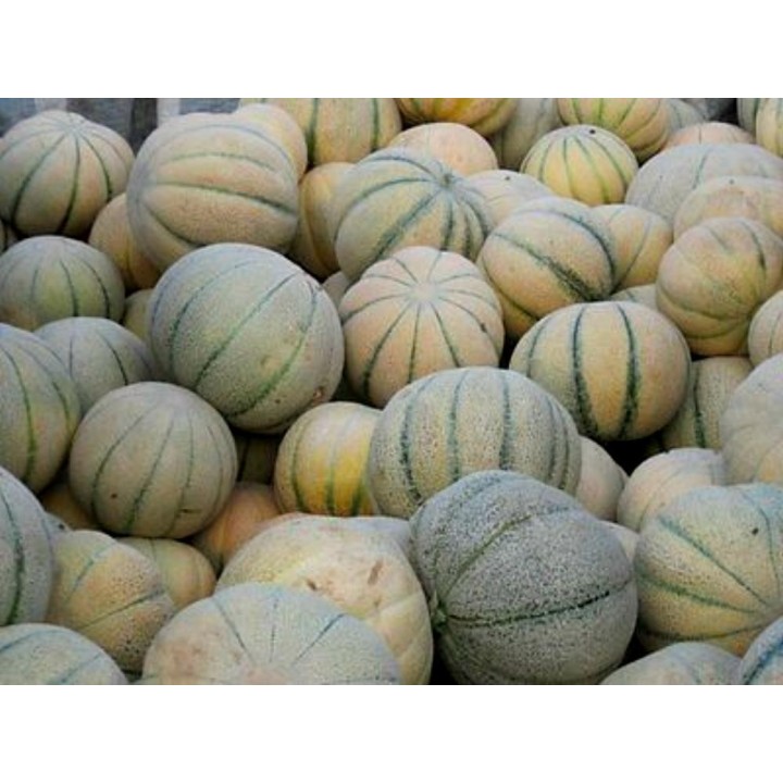 TALIBI Persian Melon Fresh Seeds - 1.755