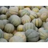 Semillas del melón persa TALIBI