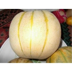 Price: €1.95 - Sementes de Persa Melão TALIBI - Seeds Gallery